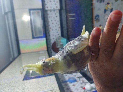 45 günlük evcil sultan papağanı