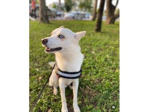 Ücretsiz sahiplendirme melez köpeğimiz