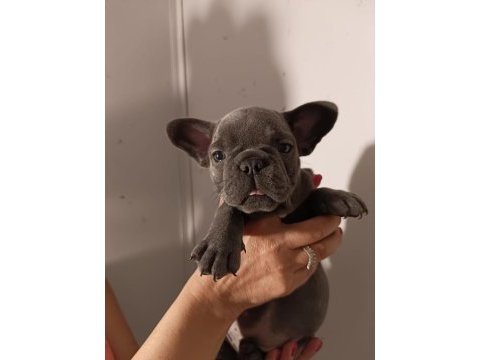 Exotic french bulldog yavrular