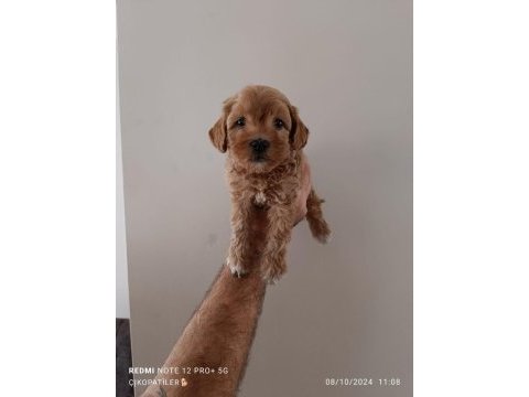Maltipoo yavru