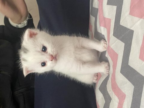 Acil satılık uygun fiyatlı scottish fold yavrular