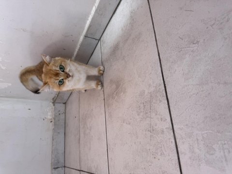 Safkan dünyalar güzeli ny12 brıtısh shorthaır