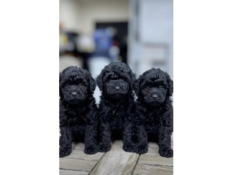 Toy poodle yavruları ankara en uygun