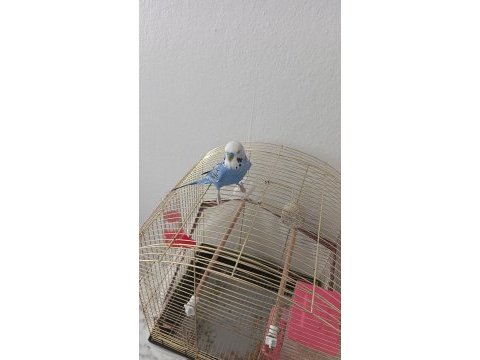 9 aylık konuşan muhabbet kuşu