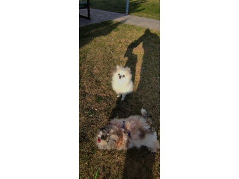 Pomeranian boo teddy bear