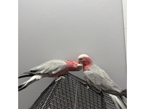 Hazır çift gallah kakadu takım