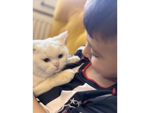 Bu tatlı kediye kim hayır diyebilir?