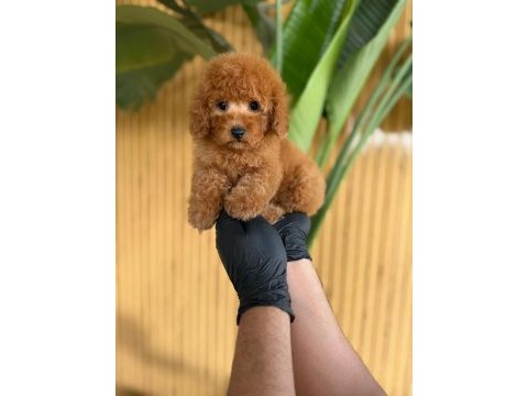 Toy poodle bebekler referans yavru