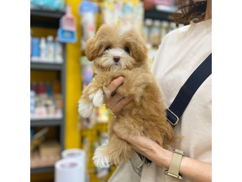 F2 maltipoo yavruları