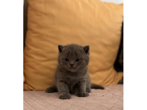 British blue point yavru