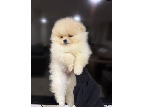 Toy poodle yavrularımız