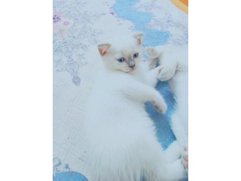 Blue point yavru kediler 2 aylık