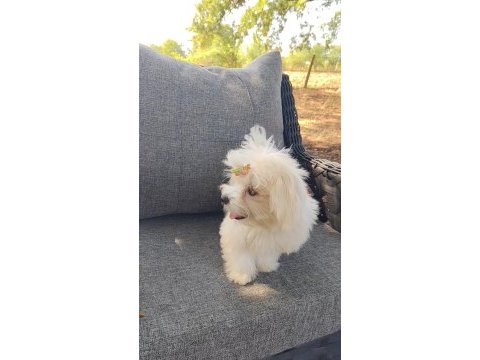 Orijinal maltese terrier