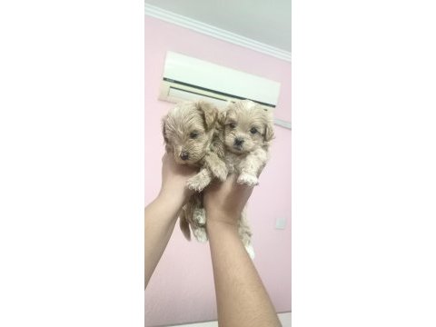Sıfır burun maltipoo