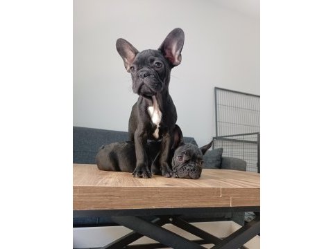 A+ kalite french bulldog yavrularımız