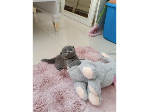 Gri scottish fold yavrumuza yuva