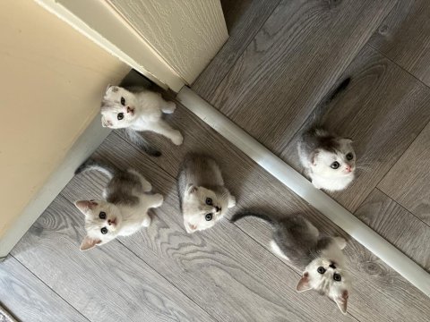 2 aylık scottish fold yavrular