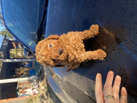 Güzel toy poodle bebekler teslime hazır