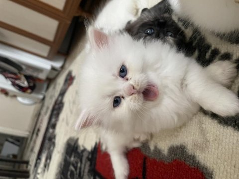 1.3 aylık chinchilla kedisi yavruları