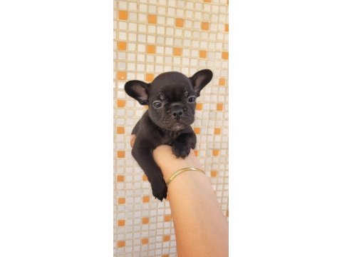 Teslime hazır french bulldog yavruları