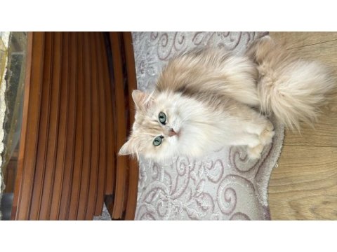 Safkan dişi british longhair kediler sahiplendirilecektir