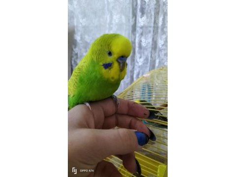 7 muhabbet kuşu papağan ile takas olur