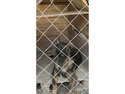 6 aylık malinois erkek belçika kurdu sağlam ırk
