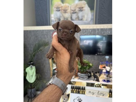 Nadir çikolata renk dişi chihuahua yavrumuz