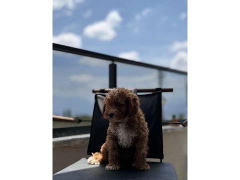 Çift renk toy poodle yavrumuz yeni yuvasına hazır