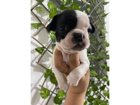 Harika anatomi french bulldog yavrular