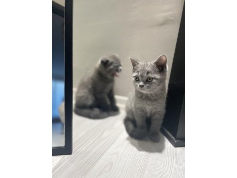 Sağlıklı british shorthair kediler