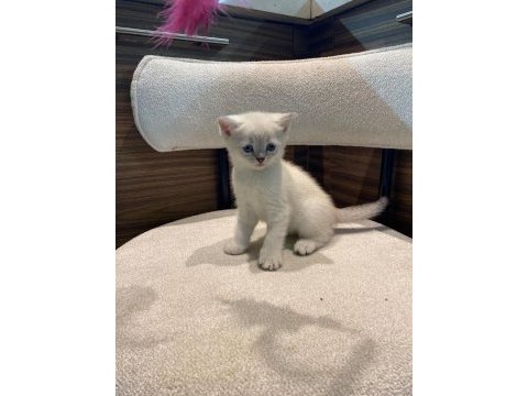 A kalite british shorthair bebekler