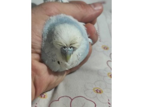 Hobiyi bırakıyorum kızgın dişi show jumbo muhabbet kuşu
