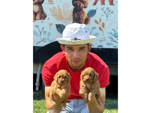 Maltipoo bebek yüzlü yavrularımız