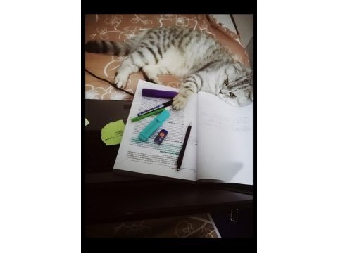 4 yaşında erkek scottish fold ücretsiz sahiplendirilecek