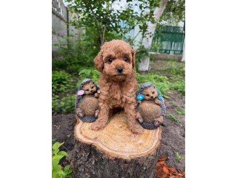 Kore poodle köpekler