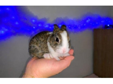 Mini lop cüce tavşan yavrularımız
