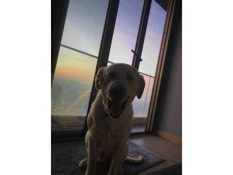 Dişi köpek ile çiftleştirmek istiyoruz golden retriever