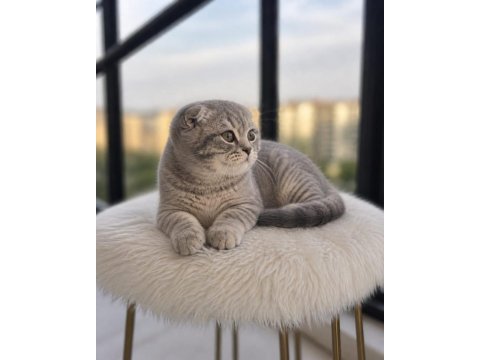 Sıfır kulak scottish fold prensesimiz teslime hazır