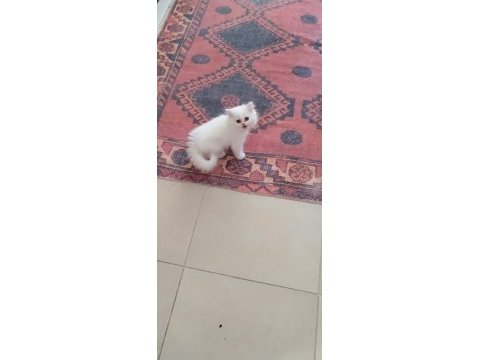 Çok tatlı sakız yavrularımız persian