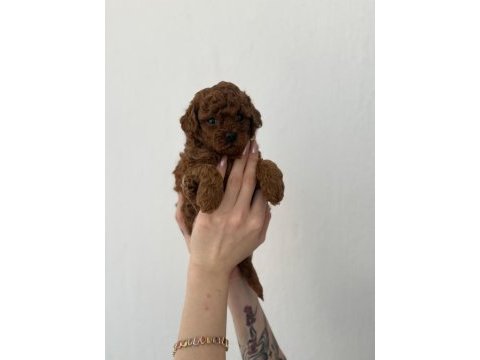 Toy poodle yavrularımız ömürlük aileleri bekliyor