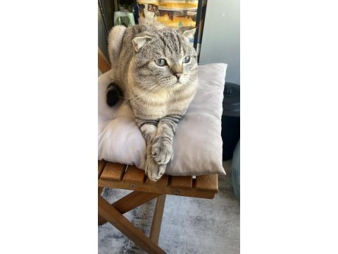 Canım british shorthair oğlum pabloya kalıcı yuva arıyoruz