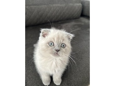3 aylık erkek blue point yavru scottish fold