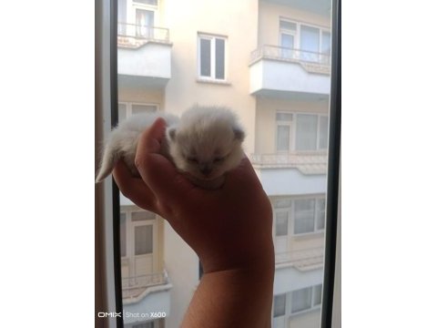 British shorthair bebeklerimiz yeni sahibini bekliyor