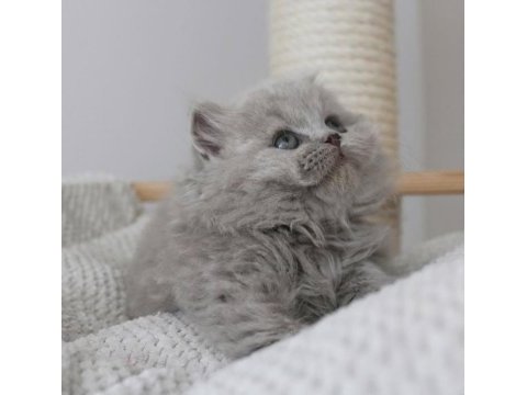 Gri tüy yumağı british longhair