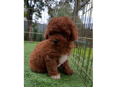 İzmir bornova toy poodle