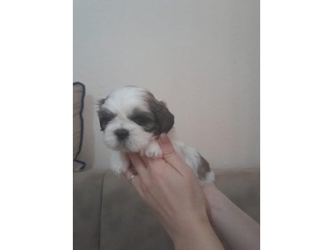 Orjinal shih tzu ev yavrularımız