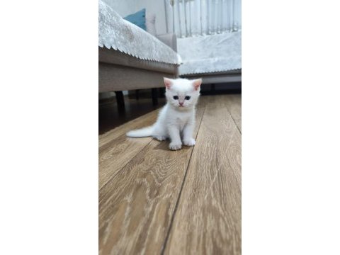 Kaliteli british shorthair