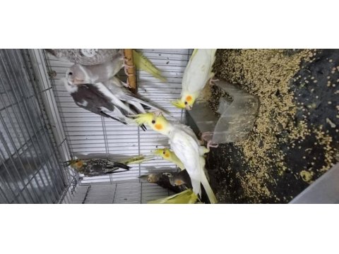Bebek sultan papağanlarımız antalya