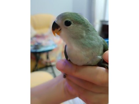 Yavru sevda papağanı